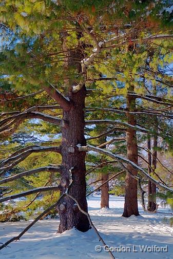 Arboretum Trees_11912.jpg - Photographed at Ottawa, Ontario - the capital of Canada.